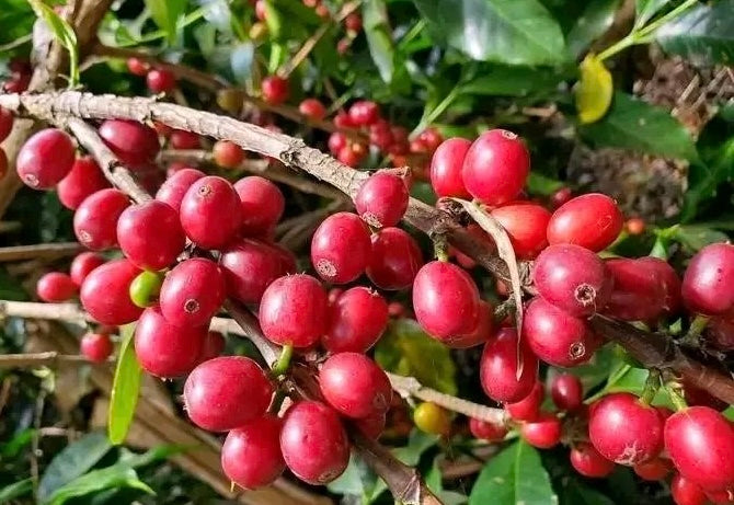 Ethiopia Green Coffee Beans- Guji Uraga Natural