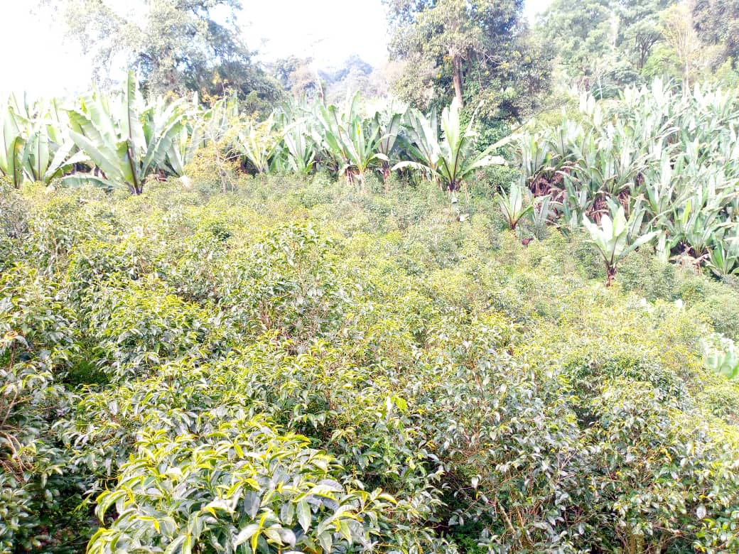 Ethiopia Green Coffee Beans- Guji Uraga Natural