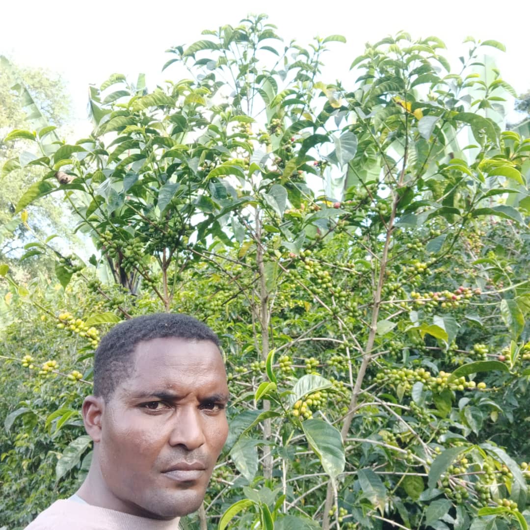 Ethiopia Green Coffee Beans- Guji Uraga Natural